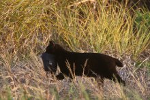 Feral cat with dead native bird